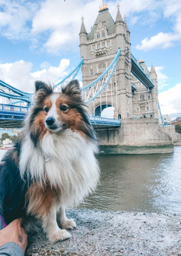 Everything You Need To Know About How to Fly Your Dog to London.